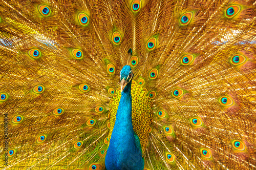 Obraz na płótnie Peafowl