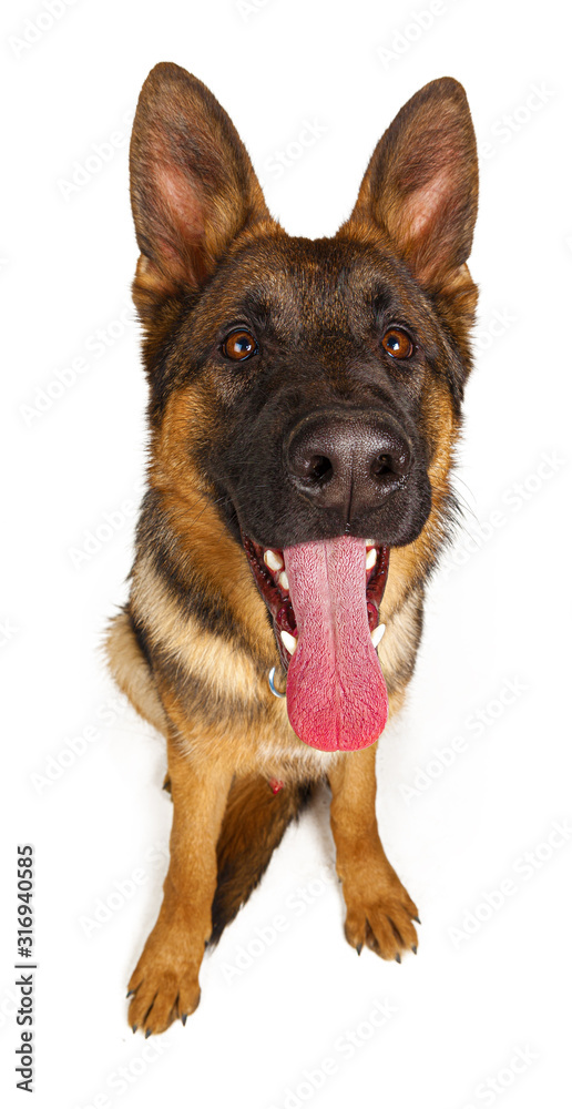 Cute German shepherd looking up isolated on white background
