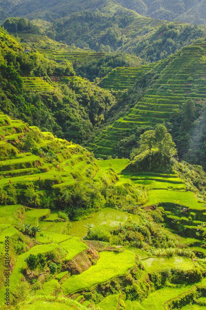 Banaue rice paddys