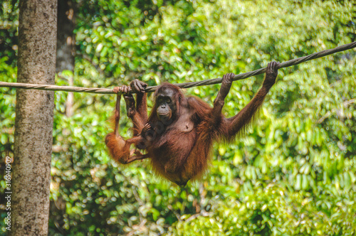 Sepilok Orangutan sanctuary photo