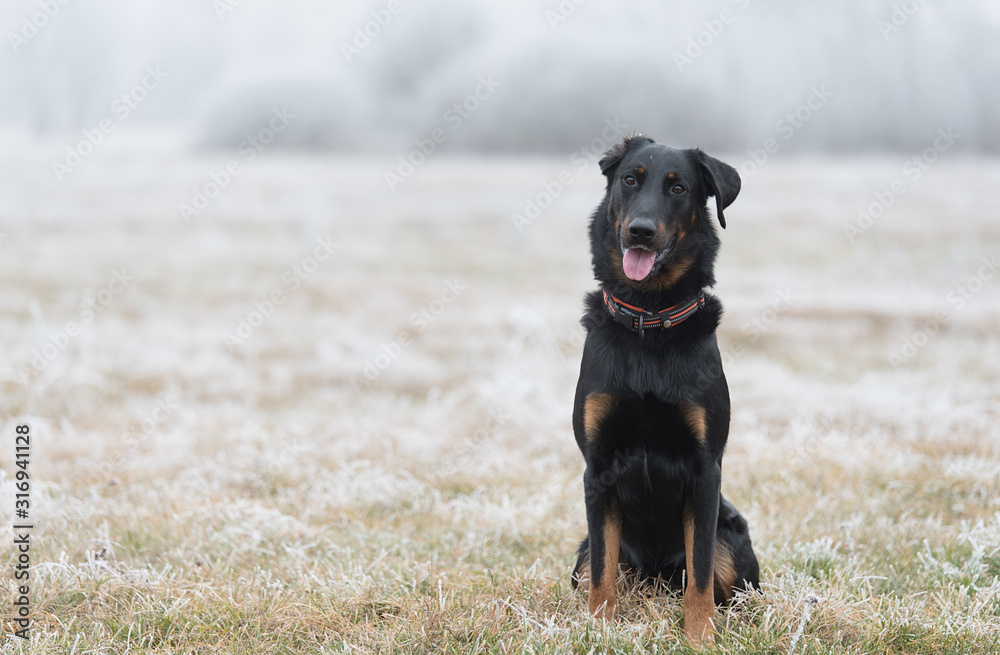 Beauce shepherd dog sitting in the field a winters day