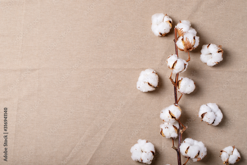 Dry cotton flower Dry cotton flower