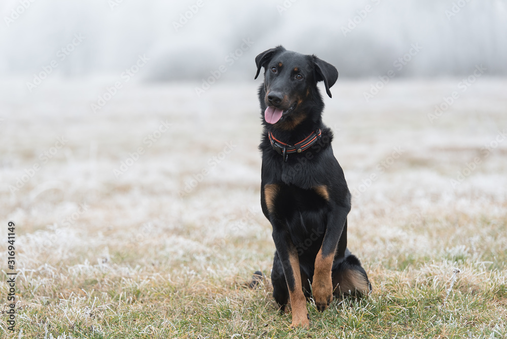 Beauce shepherd dog sitting in the field a winters day Beauce shepherd dog sitting in the field a winters day