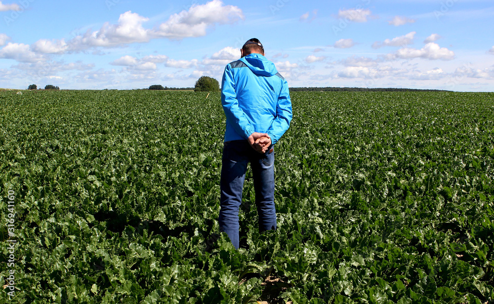 Fototapeta premium The cultivation of sugar beet. Agronomist inspects the sugar beetroot