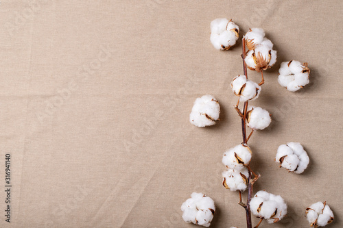 Dry cotton flower © feirlight