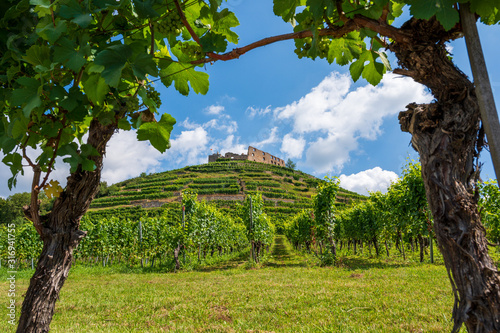 View between two vines to the ruins of the castle in Staufen im Breisgau in front of a bright blue sky photo