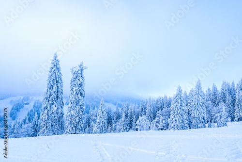 Beautiful forest scenery in winter; snow-covered pine trees in foggy weather