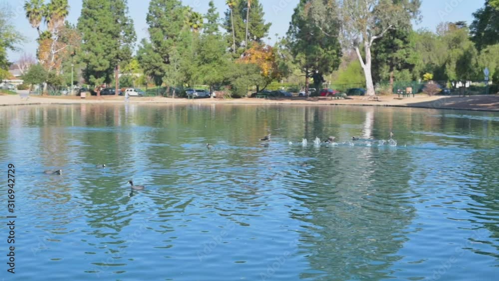 Ducks on the Lake