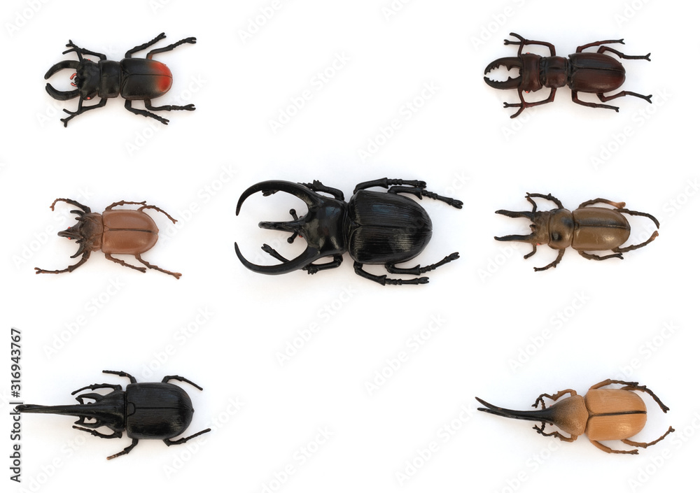 Different types of beetles on white background. Study guide, insect ...