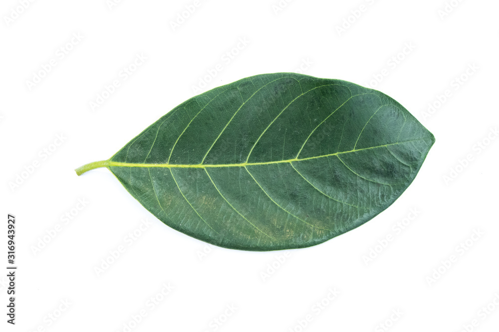green leaf isolated on white background green leaf isolated on white background