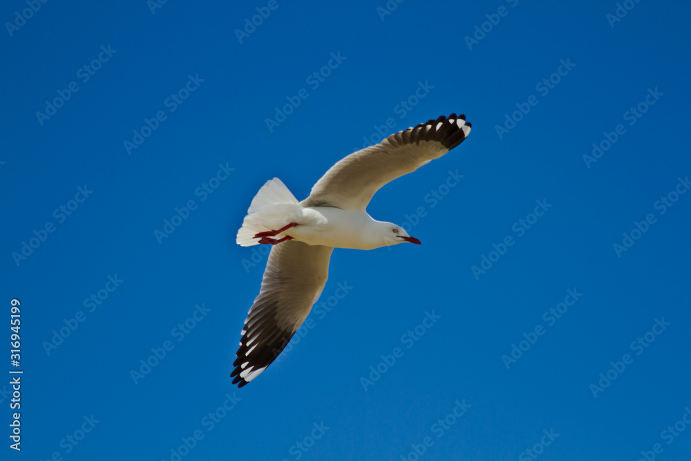 Seagull Flying - Bright Sunny Day with Blue Sky Seagull Flying - Bright Sunny Day with Blue Sky