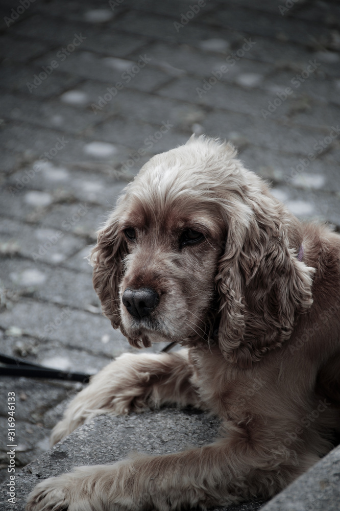 Hund liegt auf einem Weg in der Stadt Hund liegt auf einem Weg in der Stadt