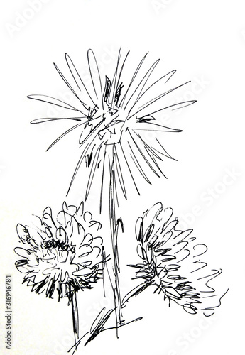 black and white linear graphic drawing of asters and chrysanthemums