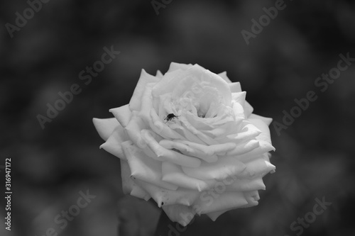 White rose, black and white macro