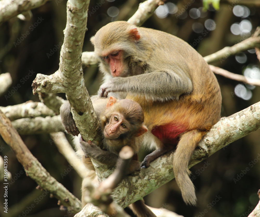 Obraz premium monkey family sitting on a tree