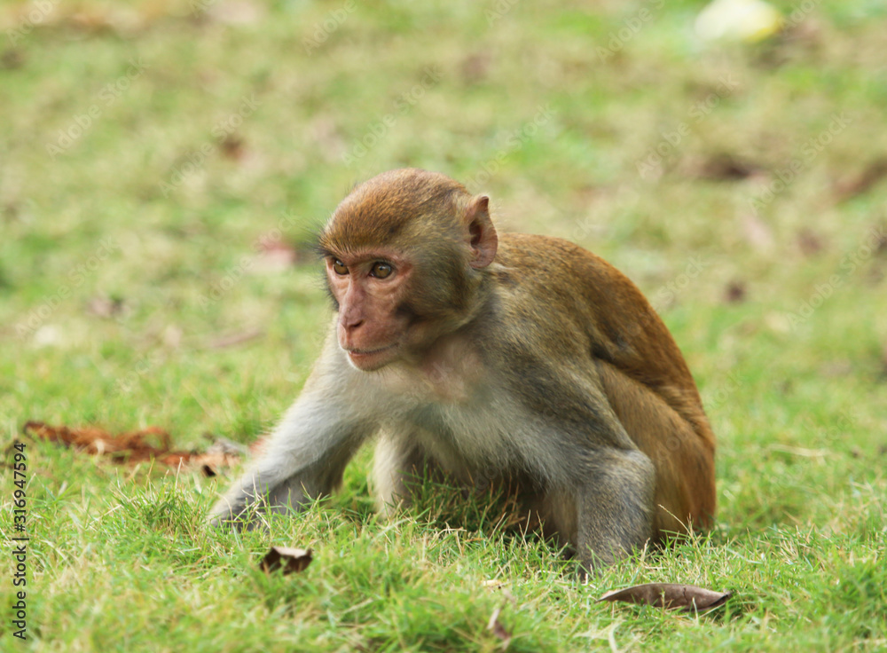 Naklejka premium monkeys play on green grass