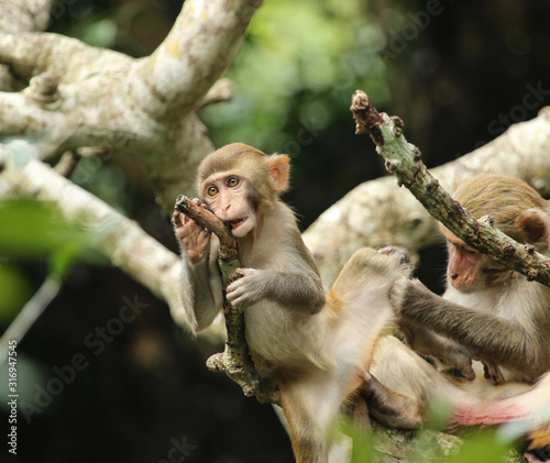 monkey family sitting on a tree