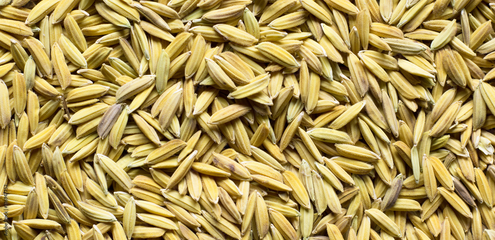 rice seeds