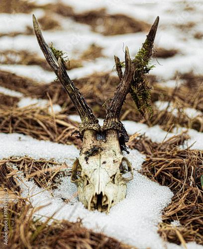 Skull of roe deer on a meadow. photo