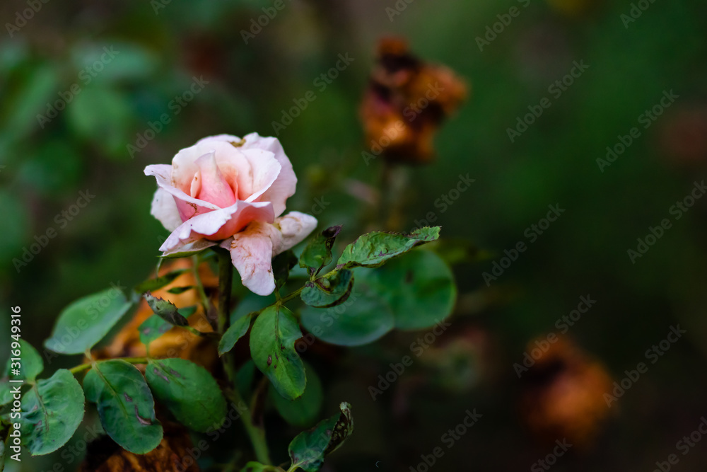 close up shot of rotting pink rose in the garden with dried blurred roses background. rotting and dried concept