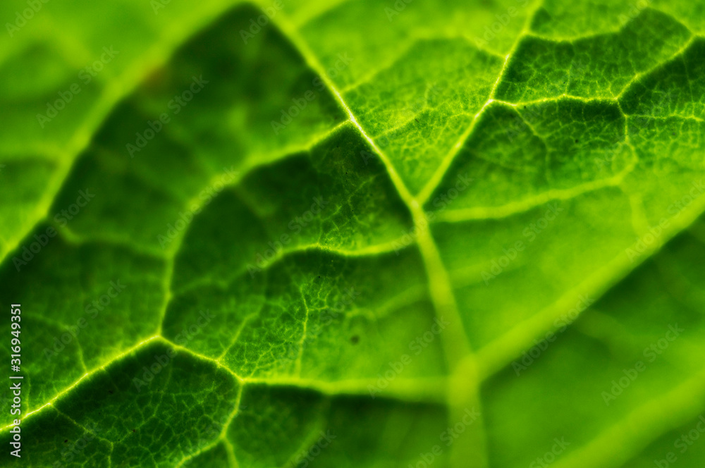 Macro leaf Macro leaf