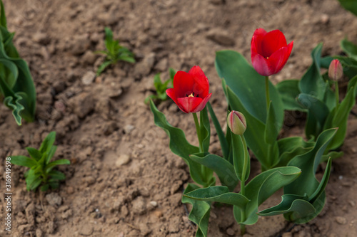 Two red tulips blooming in a flower bed
