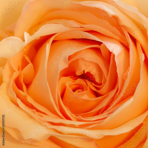 Orange Rose Close Up