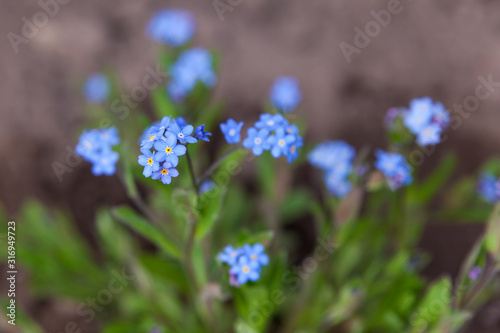 Alpine forget-me-not flowers in a garden