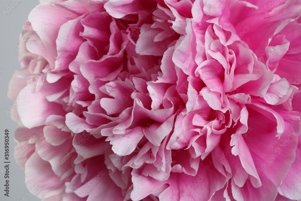 Floral abstract background, fragment of pink peony flower, macro.