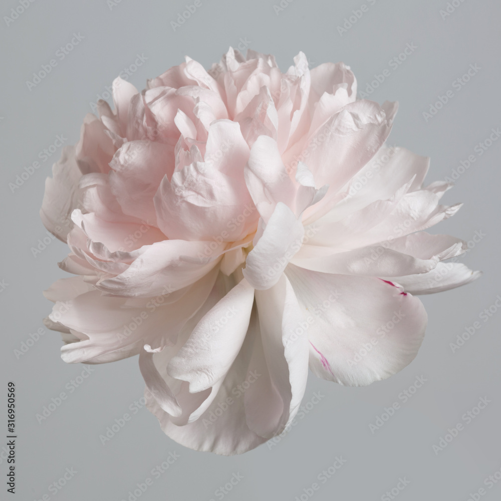 Fototapeta Pastel gently pink peony isolated on a gray background.