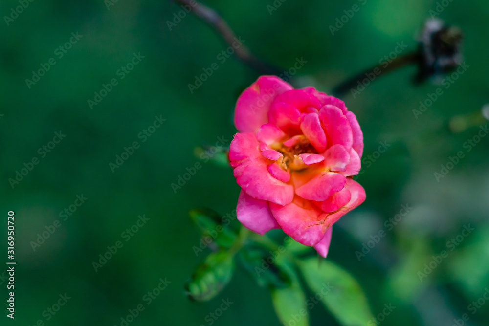 top view of beautiful pink rose in the garden. winter and autumn concept top view of beautiful pink rose in the garden. winter and autumn concept