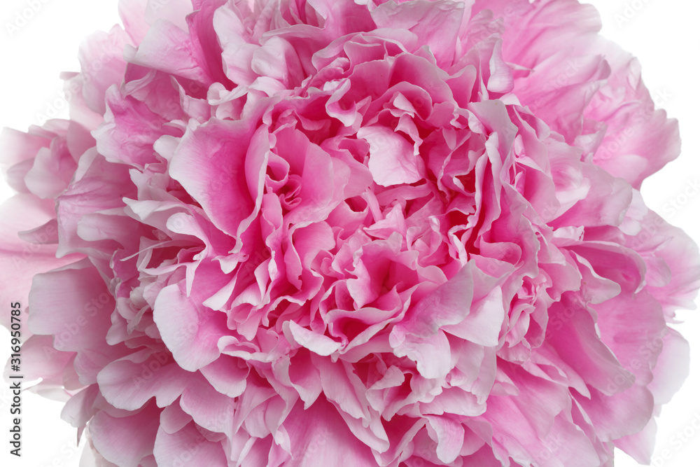Floral abstract background, fragment of pink peony flower, macro.