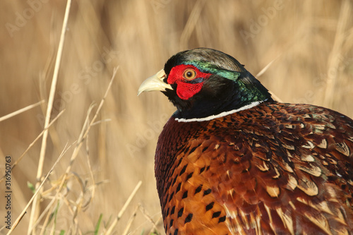 A head shot of a stunning Male Pheasant, Phasianus colchicus, feeding at the edge of a field.