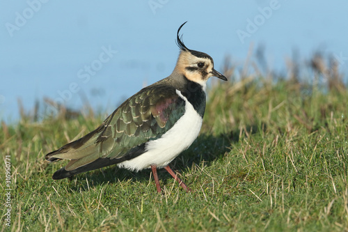 A magnifcent Lapwing, Vanellus vanellus, feeding in a meadow at the edge of water. photo