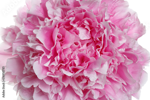 Fototapeta Naklejka Na Ścianę i Meble -  Floral abstract background, fragment of pink peony flower, macro.