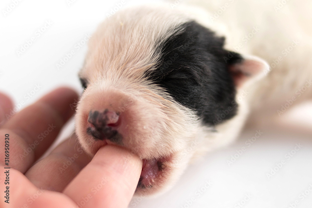 macro photo of animals; horizontal photo of a black and white dog sucking a human finger on a white background macro photo of animals; horizontal photo of a black and white dog sucking a human finger on a white background