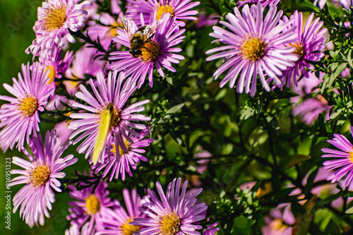 Low bushes of lilac chrysanthemums bloom, and butterflies and bees fly around. Autumn flowers under the sun. The buzzing of insects that collect pollen in October, September and November