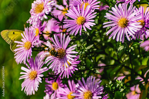 Low bushes of lilac chrysanthemums bloom  and butterflies and bees fly around. Autumn flowers under the sun. The buzzing of insects that collect pollen in October  September and November