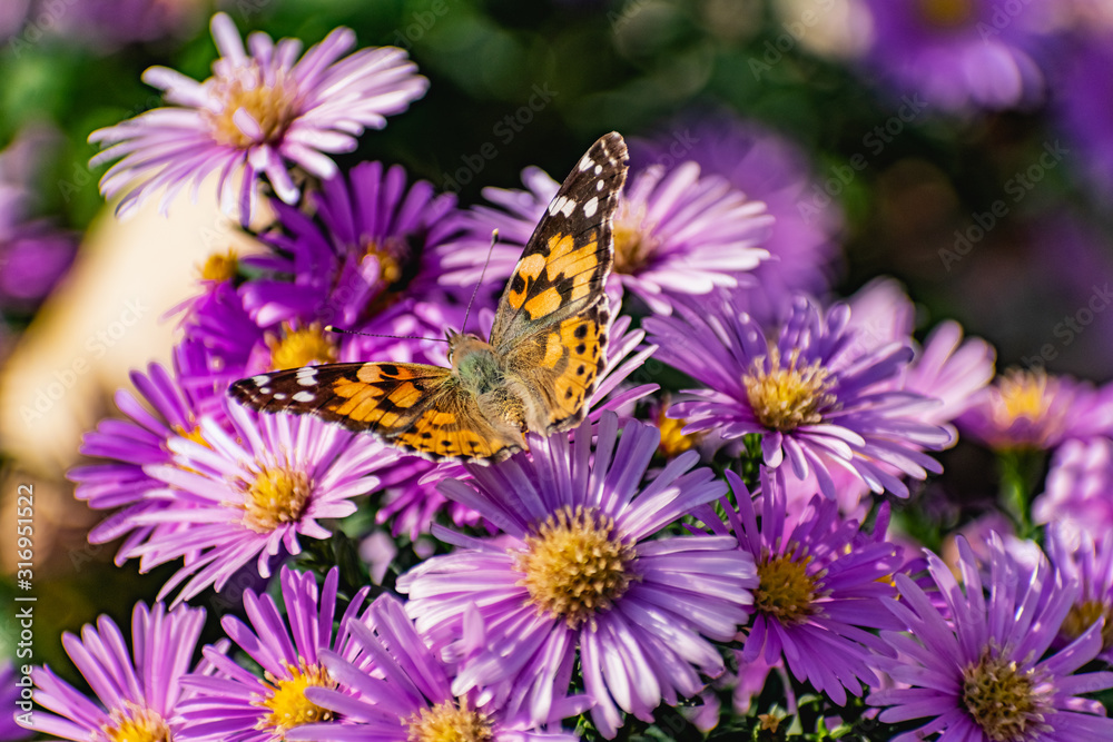 Low bushes of lilac chrysanthemums bloom, and butterflies and bees fly around. Autumn flowers under the sun. The buzzing of insects that collect pollen in October, September and November Low bushes of lilac chrysanthemums bloom, and butterflies and bees fly around. Autumn flowers under the sun. The buzzing of insects that collect pollen in October, September and November