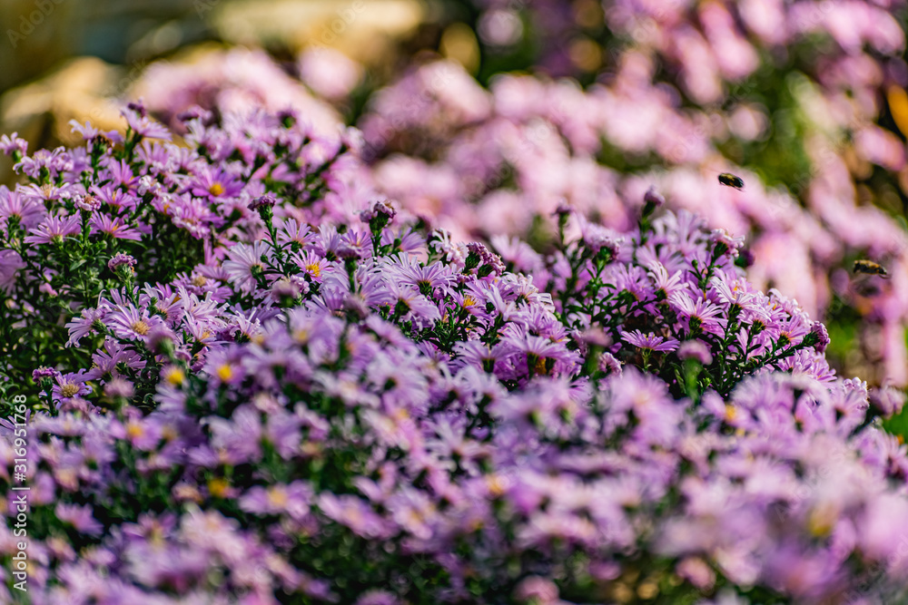 Fototapeta premium Low bushes of lilac chrysanthemums bloom, and butterflies and bees fly around. Autumn flowers under the sun. The buzzing of insects that collect pollen in October, September and November