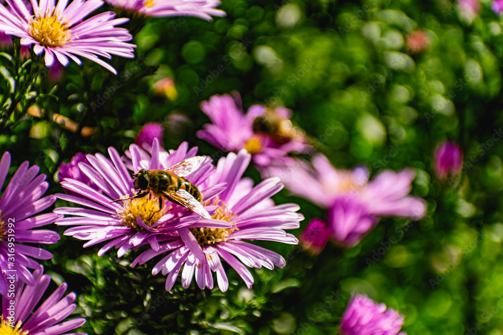 Obraz premium Low bushes of lilac chrysanthemums bloom, and butterflies and bees fly around. Autumn flowers under the sun. The buzzing of insects that collect pollen in October, September and November