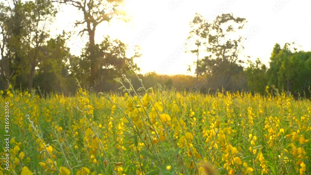 Yellow flower fields waiting for the sunset Yellow flower fields waiting for the sunset