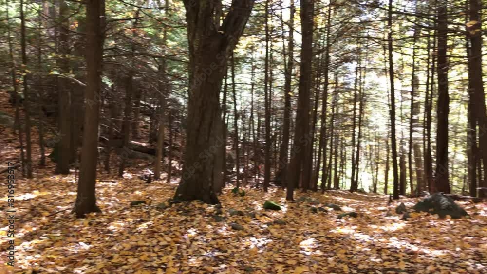 Pan from left to right on forest trail in autumn