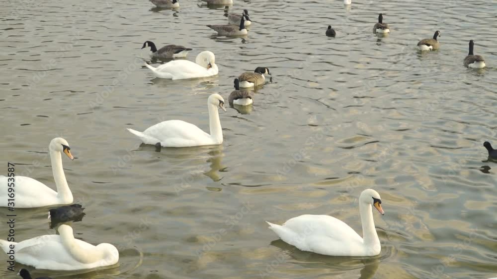 CHEW VALLEY, SOMERSET, UNITED KINGDOM, December 30, 2019: Different variety of water birds swimming in the chew valley reservoir. CHEW VALLEY, SOMERSET, UNITED KINGDOM, December 30, 2019: Different variety of water birds swimming in the chew valley reservoir.