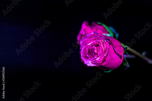 two purple roses on a black background