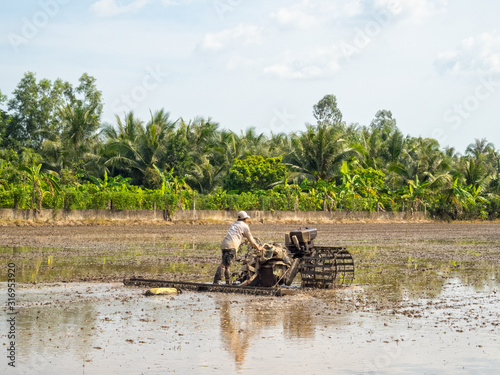 Rice planting in the Mekong River Delta - Tra Vinh, Vietnam photo