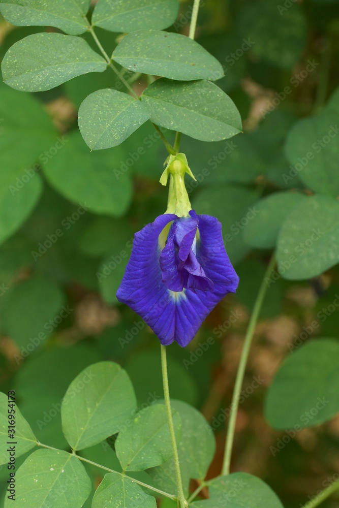 Blue Butterfly pea Stock Photo Adobe Stock