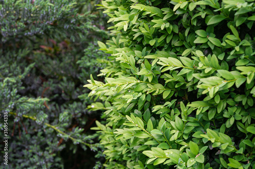 Close-up of young green spring foliage of boxwood Buxus sempervirens with raindrops on blurred blue evergreens  as perfect backdrop for any natural theme. Selective focus. Place for your text