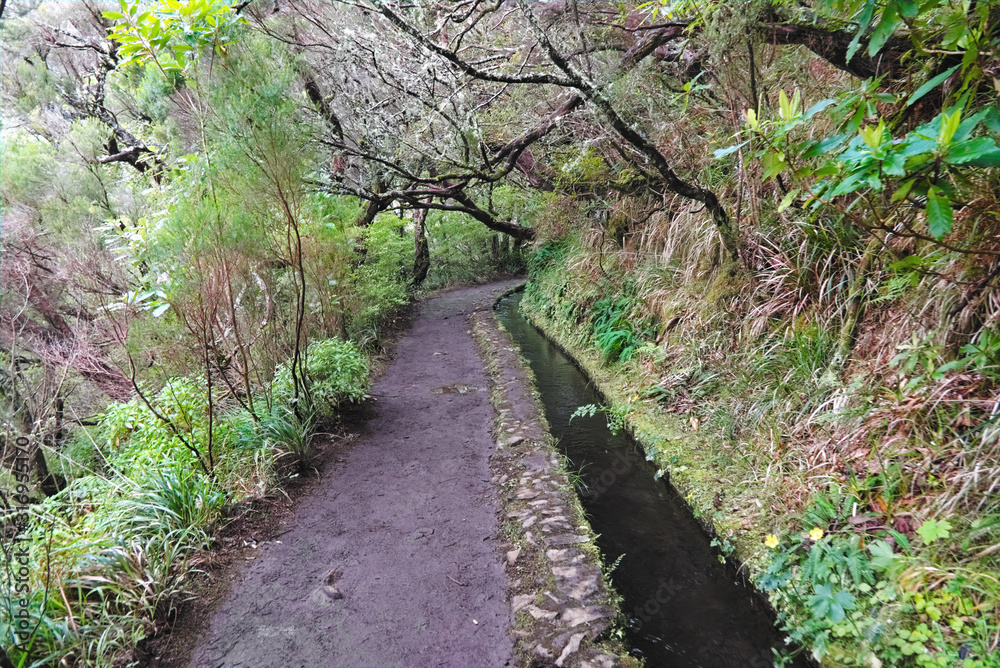 Madeira island beautiful nature landscape, footpath trail in mountains and forest Madeira island beautiful nature landscape, footpath trail in mountains and forest