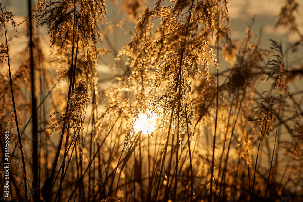 Obraz premium Sun seen through reeds